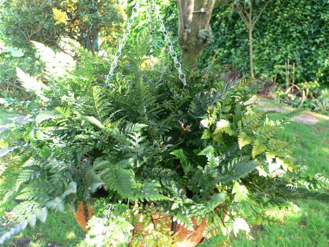 [Foto de planta, jardin, jardineria]