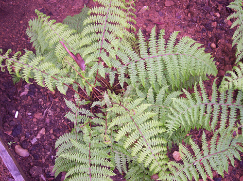 [Foto de planta, jardin, jardineria]