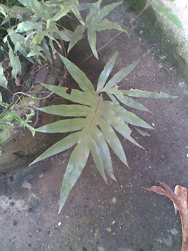 [Foto de planta, jardin, jardineria]