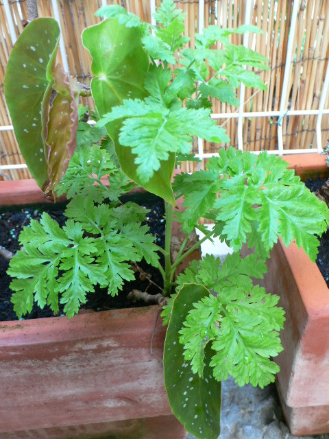 [Foto de planta, jardin, jardineria]