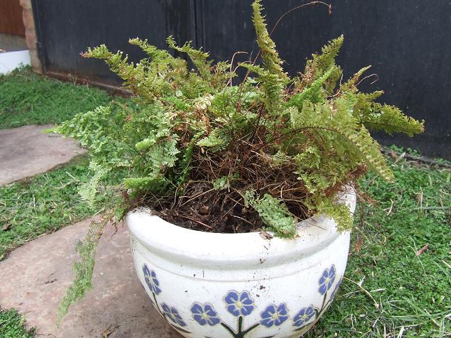 [Foto de planta, jardin, jardineria]