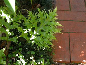 [Foto de planta, jardin, jardineria]