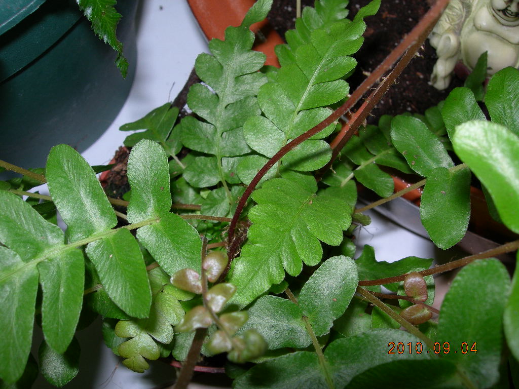 [Foto de planta, jardin, jardineria]