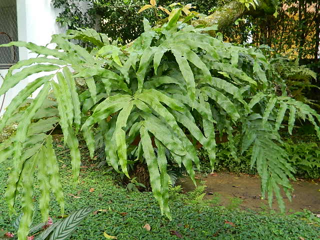 [Foto de planta, jardin, jardineria]