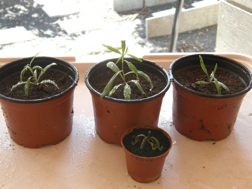 [Foto de planta, jardin, jardineria]