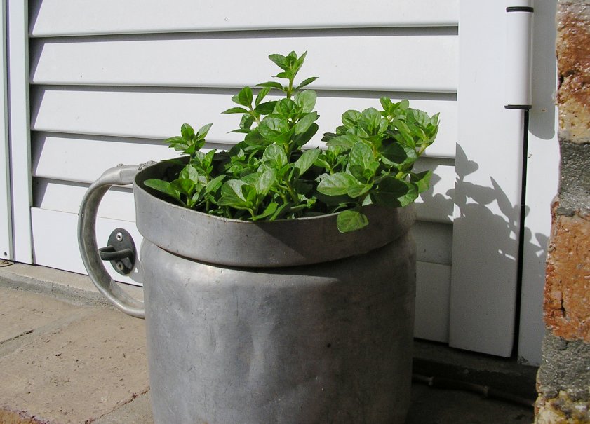 [Foto de planta, jardin, jardineria]