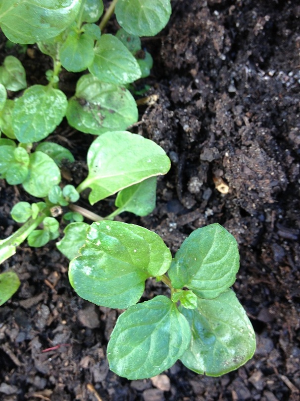 [Foto de planta, jardin, jardineria]