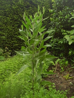 [Foto de planta, jardin, jardineria]