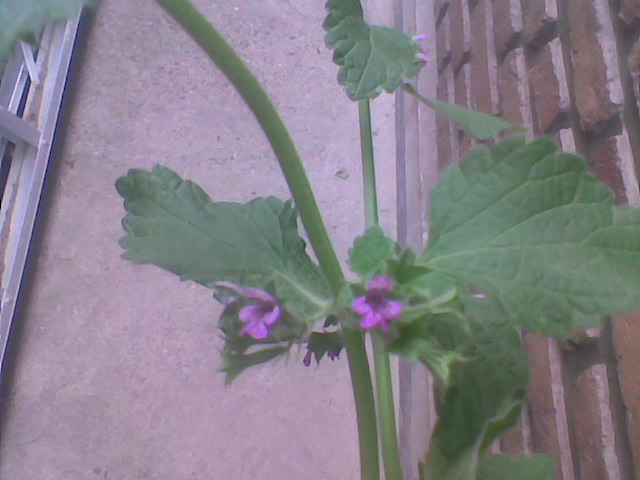 [Foto de planta, jardin, jardineria]