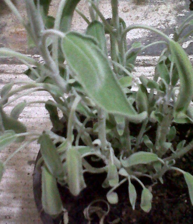 Cómo Cultivar Salvia Blanca - Trucos De Jardineria
