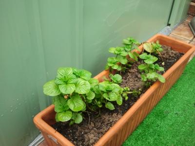 [Foto de planta, jardin, jardineria]