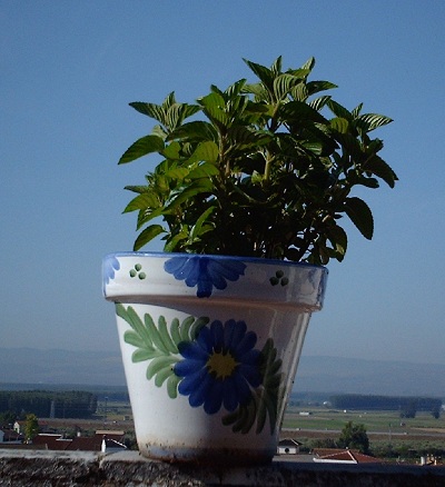 [Foto de planta, jardin, jardineria]