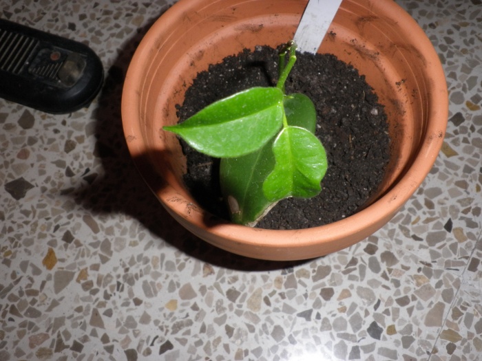 [Foto de planta, jardin, jardineria]