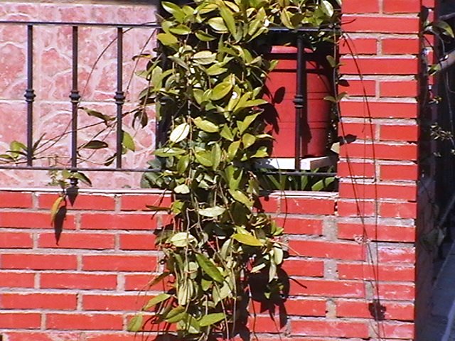 [Foto de planta, jardin, jardineria]