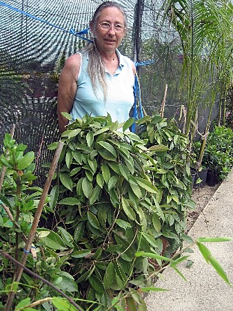 [Foto de planta, jardin, jardineria]