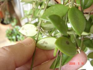 [Foto de planta, jardin, jardineria]