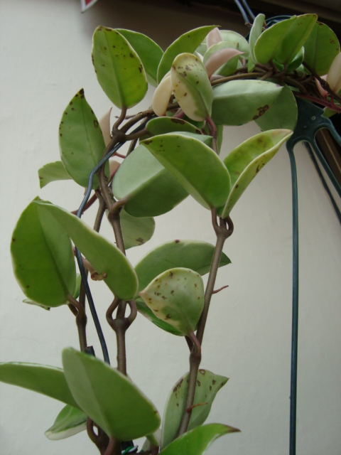 [Foto de planta, jardin, jardineria]