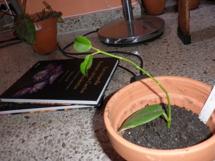 [Foto de planta, jardin, jardineria]