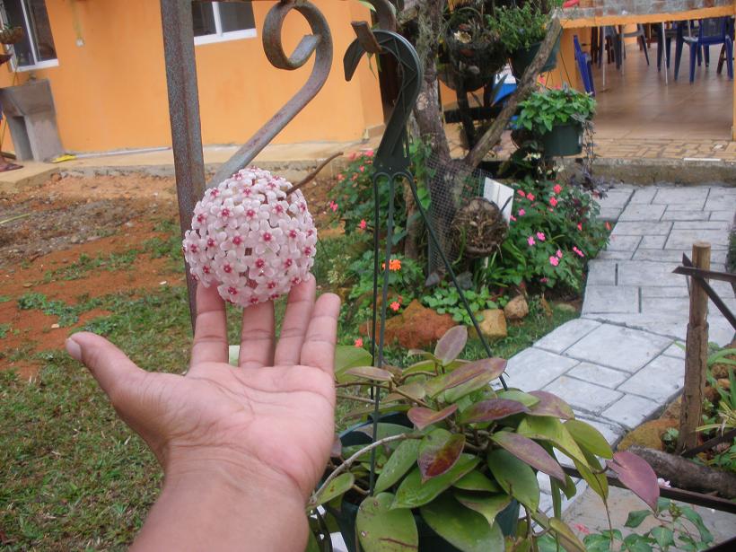 [Foto de planta, jardin, jardineria]