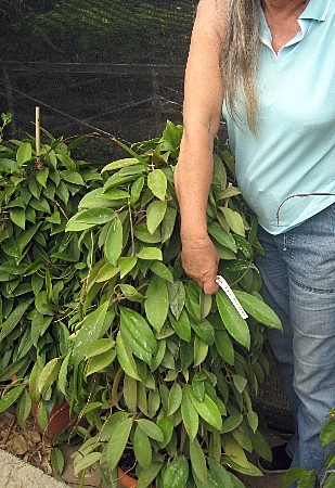 [Foto de planta, jardin, jardineria]