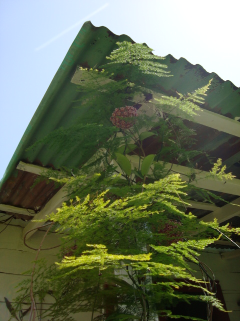 [Foto de planta, jardin, jardineria]