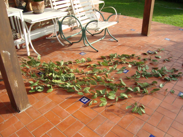 [Foto de planta, jardin, jardineria]