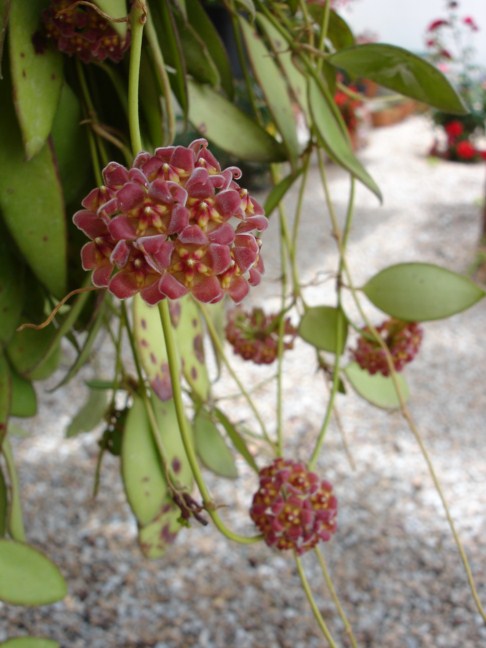 [Foto de planta, jardin, jardineria]