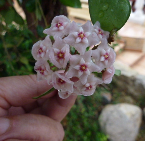 [Foto de planta, jardin, jardineria]