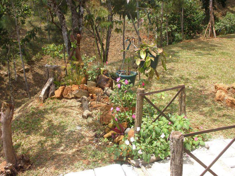 [Foto de planta, jardin, jardineria]