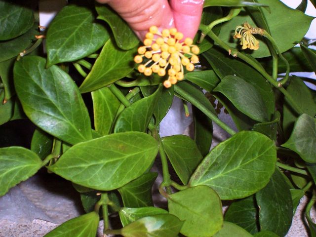 [Foto de planta, jardin, jardineria]