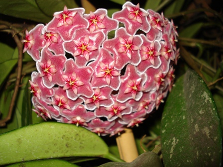 [Foto de planta, jardin, jardineria]