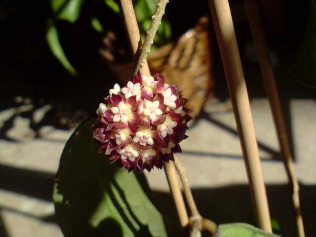 [Foto de planta, jardin, jardineria]