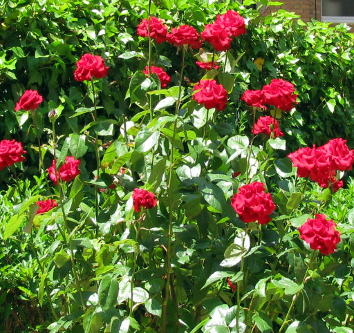 [Foto de planta, jardin, jardineria]