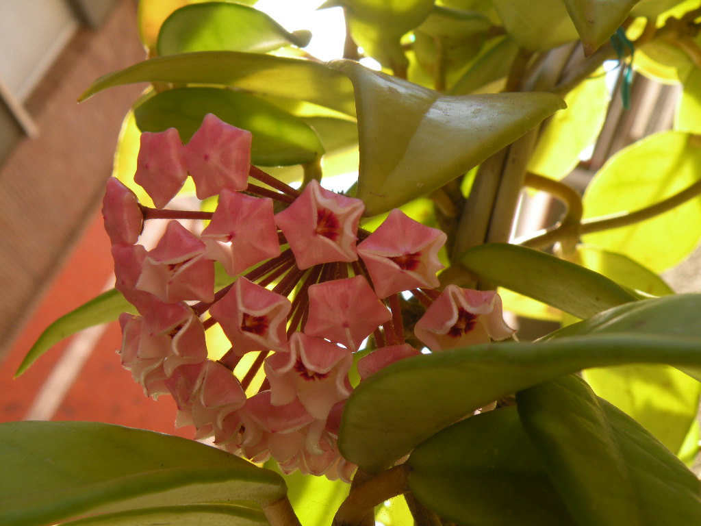 [Foto de planta, jardin, jardineria]