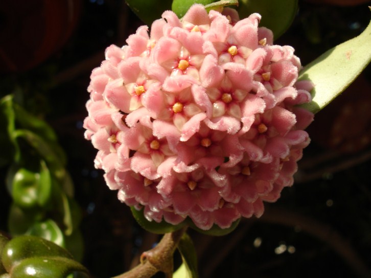 [Foto de planta, jardin, jardineria]