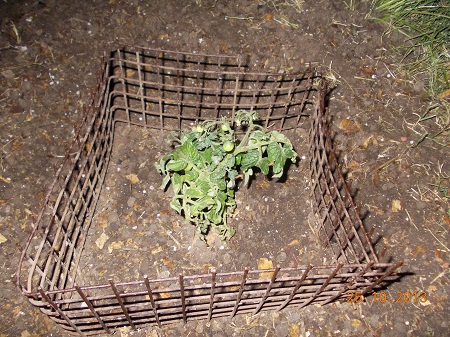 [Foto de planta, jardin, jardineria]