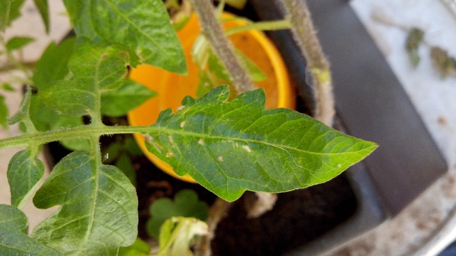 [Foto de planta, jardin, jardineria]