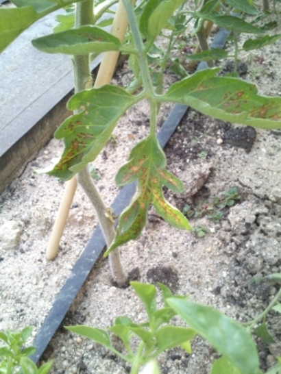 [Foto de planta, jardin, jardineria]