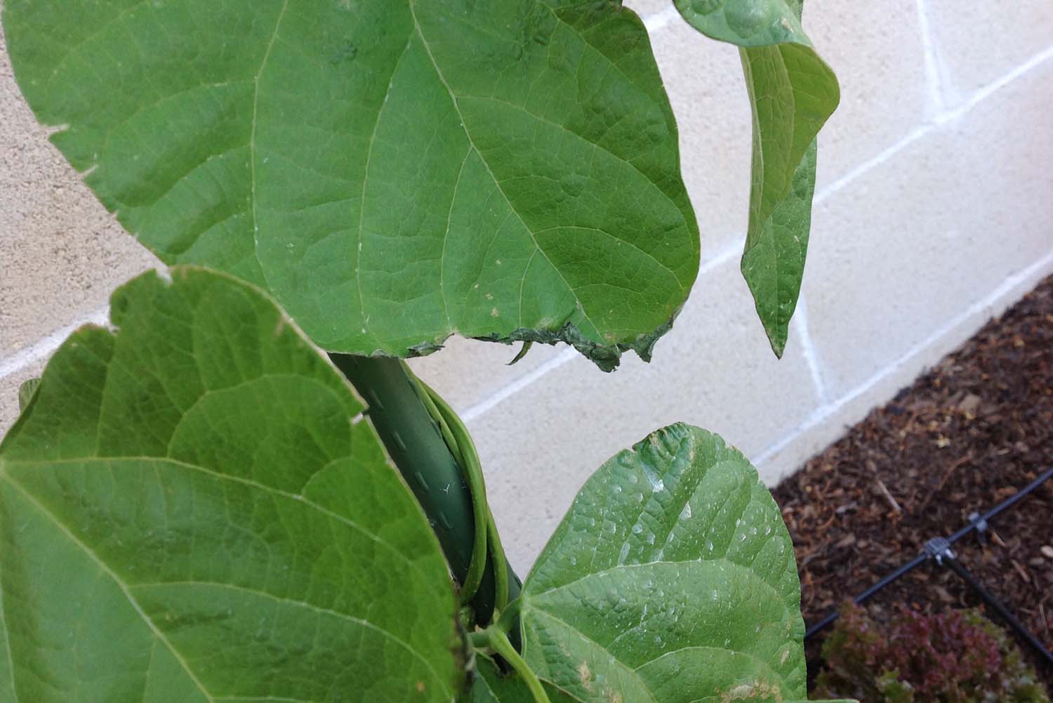 [Foto de planta, jardin, jardineria]