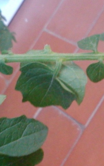 [Foto de planta, jardin, jardineria]