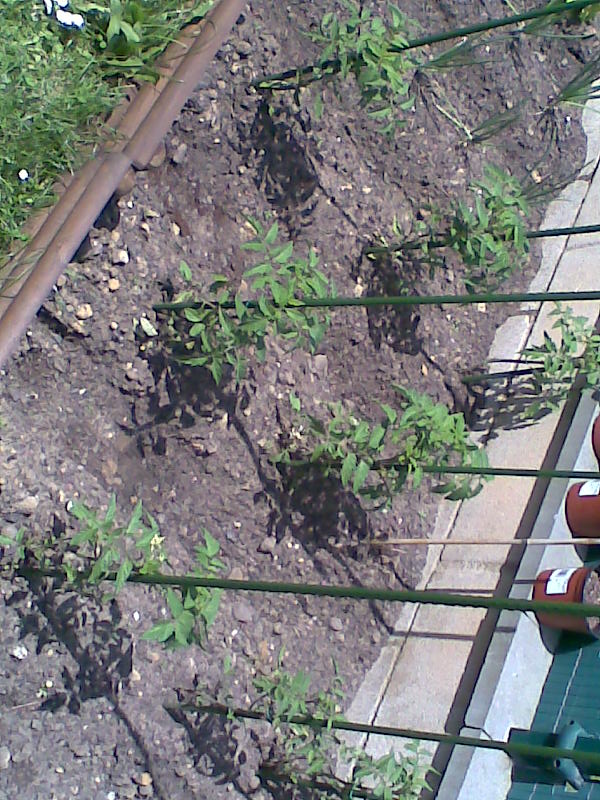 [Foto de planta, jardin, jardineria]