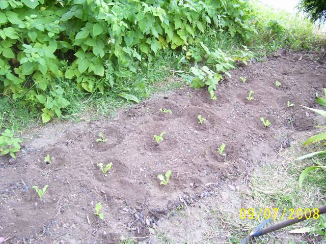 [Foto de planta, jardin, jardineria]