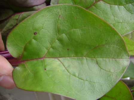 [Foto de planta, jardin, jardineria]