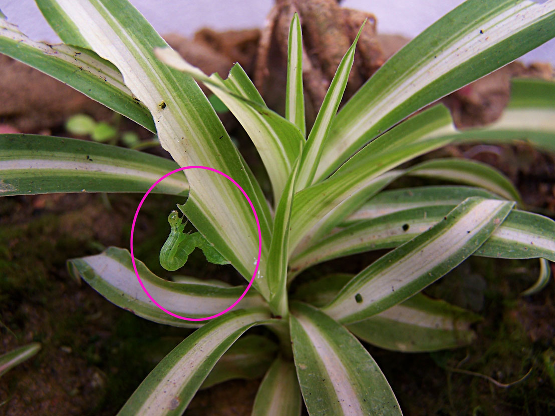 [Foto de planta, jardin, jardineria]