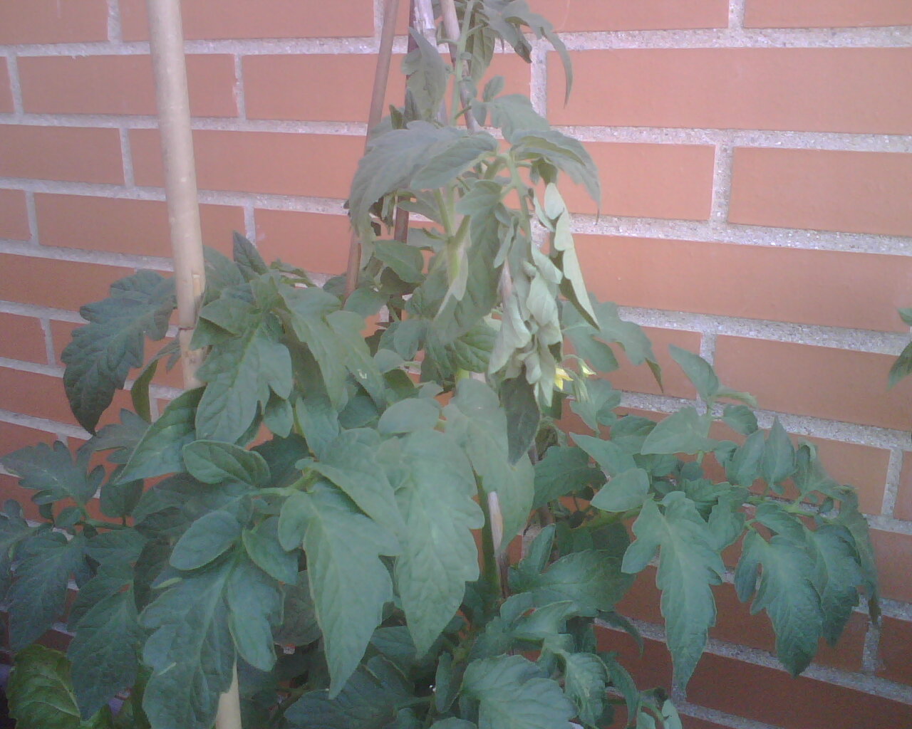 [Foto de planta, jardin, jardineria]