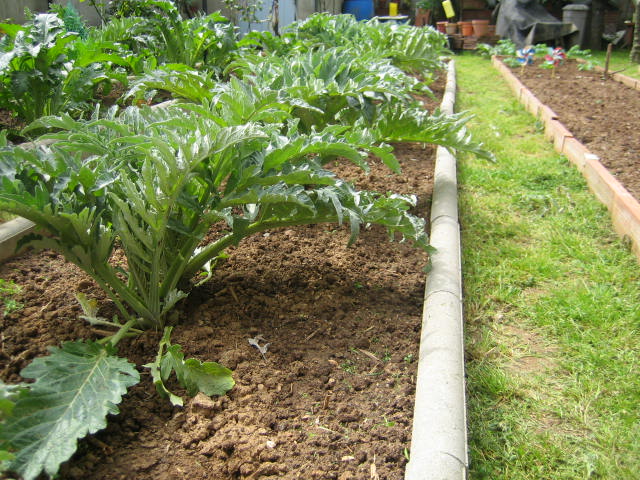 [Foto de planta, jardin, jardineria]