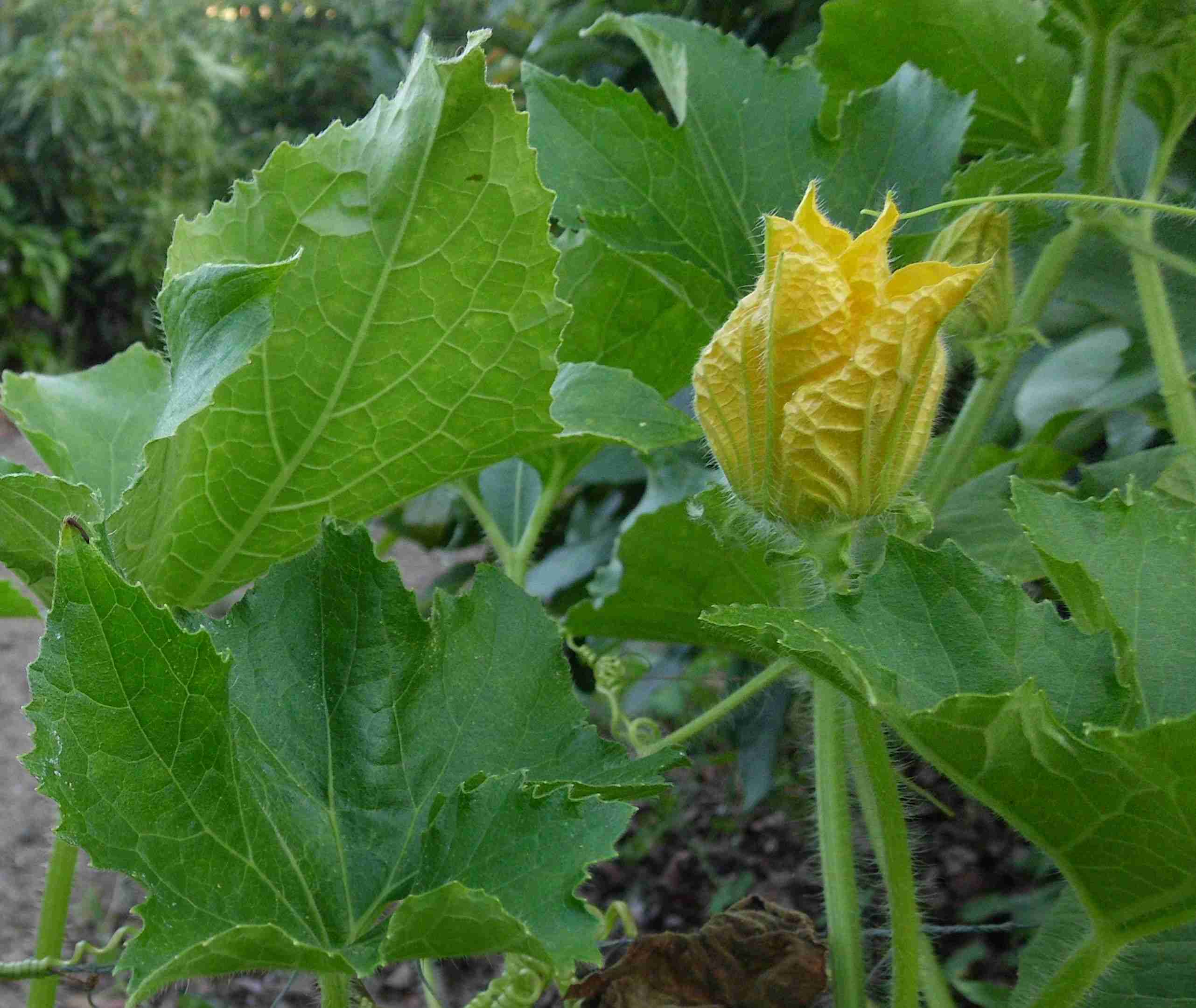 [Foto de planta, jardin, jardineria]