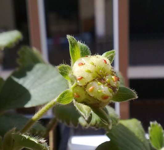 [Foto de planta, jardin, jardineria]