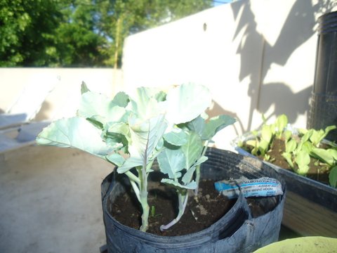 [Foto de planta, jardin, jardineria]