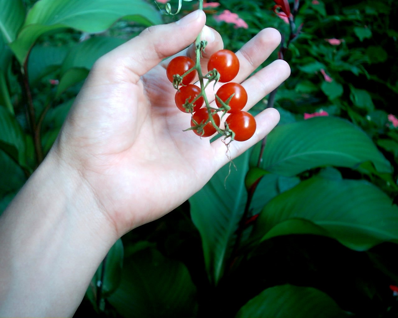 [Foto de planta, jardin, jardineria]